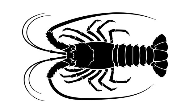 Black Langust Silhouette Top View Vector Illustration Isolated on White Seafood Marine Icon