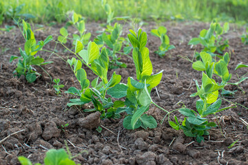 Young green plant sprouts growing in cultivated soil © Dmitry