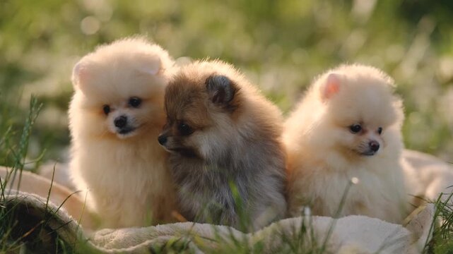 Three cute Pomeranian spitz puppies sitting together on a blanket on green grass in a summer park.