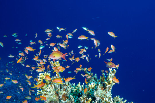 Egypt, Sharm El Sheikh, Sea Goldie, Lyretail Anthias, Scalefin Anthias (Pseudanthias squamipinnis)