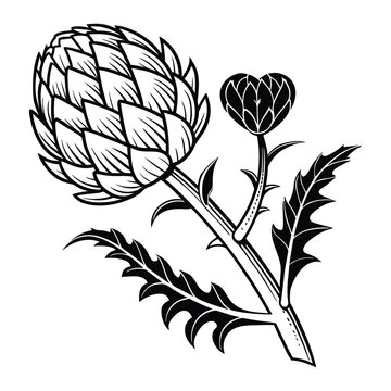 Realistic botanical artichoke vegetable vector design