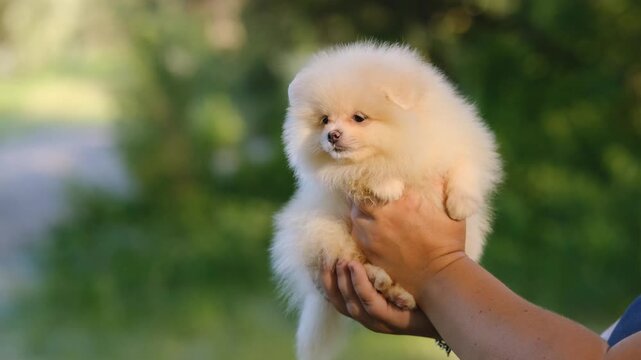 Cute cream Pomeranian spitz puppy portrait held in human hands outdoors on a green grass background.