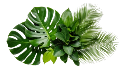 Fototapete Tropisch Monstera palm leaves and green foliage arrangement  © Luca