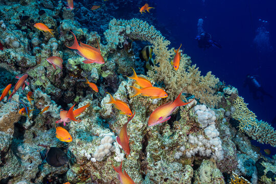 Egypt, Sharm El Sheikh, Sea Goldie, Lyretail Anthias, Scalefin Anthias (Pseudanthias squamipinnis)