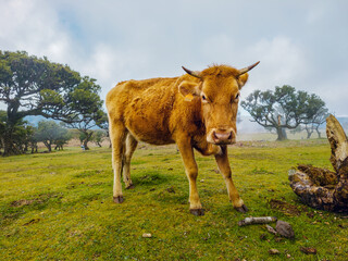 Naklejka premium A brown cow standing on a green pasture next to ancient trees in the mysterious morning fog of Fanal Forest, Madeira.