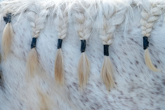 White Horse Mane Texture Detail