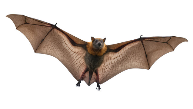 Fruit bat with wings spread wide, showing detailed wing membranes