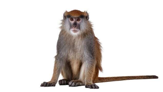 Patas monkey sitting looking forward, full body view