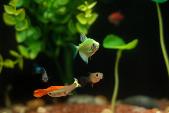 Small fish swimming in a freshwater aquarium with green plants