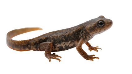 Fototapeta premium Brown spotted newt amphibian with long tail and legs