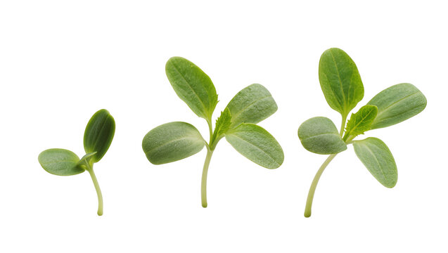 Three green seedlings growing in sequence