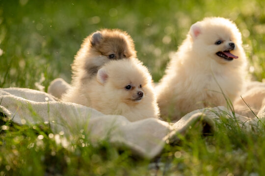 Three cute Pomeranian spitz puppies sitting together on a blanket on green grass in a summer park.