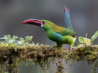 Obraz premium Crimson-rumped Toucanet Perched on Mossy Branch in Cloud Forest