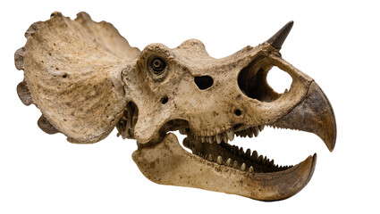 Triceratops dinosaur skull fossil with horns and frill © Luca