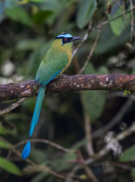 Andean Motmot Perched on Mossy Branch in Cloud Forest