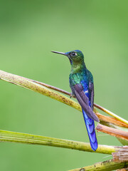 Obraz premium Male Long-tailed Sylph Hummingbird Perched on Branch in Cloud Forest