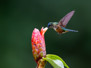 Obraz premium Female Long-tailed Sylph Hovering and Feeding on Red Ginger Flower