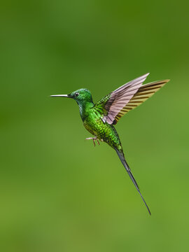 Empress Brilliant Hummingbird Hovering in Flight Against Green Background