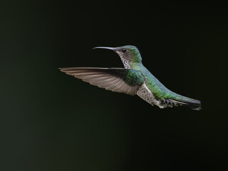 Obraz premium Female White-necked Jacobin Hummingbird Hovering Against Dark Background