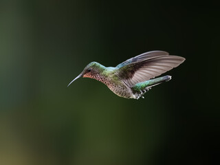 Obraz premium Female White-necked Jacobin Hummingbird Hovering Against Dark Background