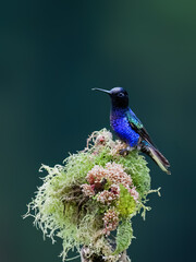 Obraz premium Male Velvet-purple Coronet Hummingbird Perched on Mossy Branch