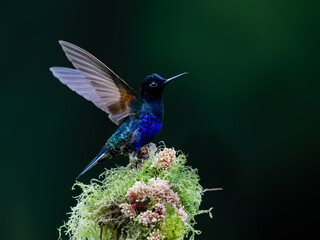 Obraz premium Velvet-purple Coronet Hummingbird Spreading Wings on Mossy Branch