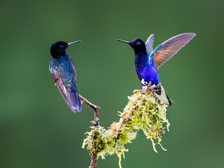 Obraz premium Pair of Velvet-purple Coronet Hummingbirds Interacting on Mossy Branch
