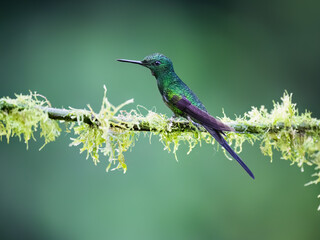 Obraz premium Empress Brilliant Hummingbird Perching On Mossy Branch In Cloud Forest