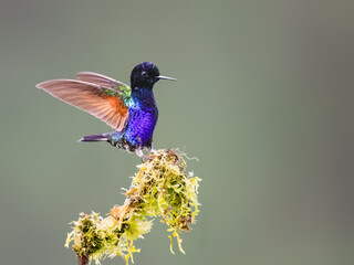 Obraz premium Velvet-purple Coronet Hummingbird Spreading Wings on Mossy Branch