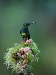 Obraz premium Empress Brilliant Hummingbird Perching On Mossy Branch In Cloud Forest