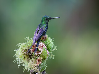 Obraz premium Empress Brilliant Hummingbird Perching On Mossy Branch In Cloud Forest
