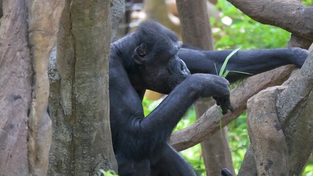Close-up of an old chimpanzee eating grass blades.