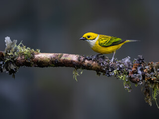 Obraz premium Silver-throated Tanager Perched on Mossy Branch in Cloud Forest