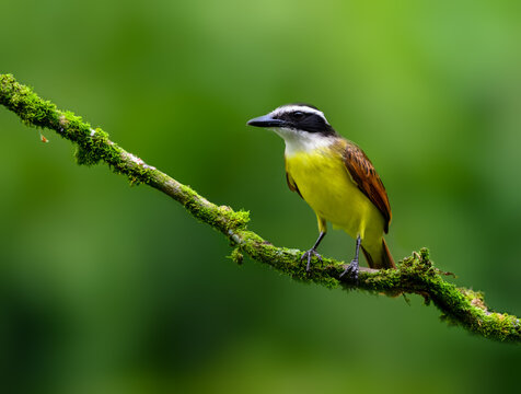 Great Kiskadee Perching on a Mossy Branch in Tropical Forest