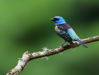 Obraz premium Blue-necked Tanager Perched on a Mossy Branch
