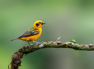 Fototapeta premium Golden Tanager Perched on Mossy Branch in Tropical Forest
