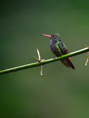 Obraz premium Rufous-tailed Hummingbird Perched on a Branch in Tropical Rainforest