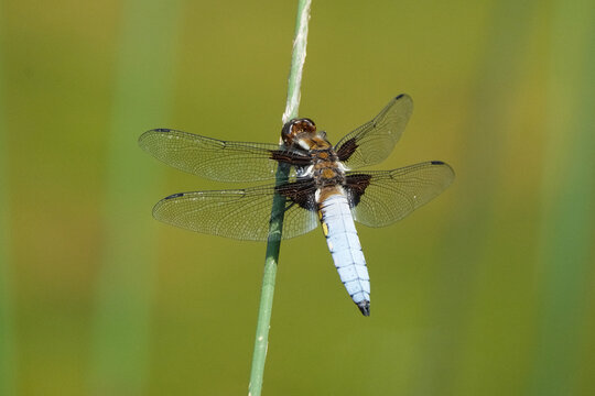 Male broad-bodied chaser dragonfly (Libellula depressa) perched on a green plant stem
