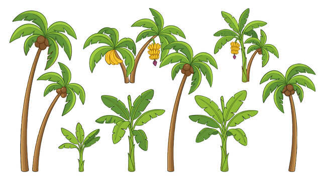 Set of cartoon palm and banana trees isolated on white