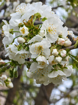 Blooming white cherry blossoms and buds on a tree branch in springtime