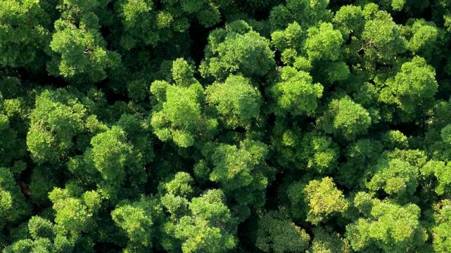 Aerial view of dense tropical forest canopy with lush green foliage and sunlight filtering through the trees in Sukabumi, West Java, Indonesia.