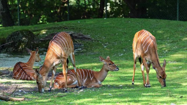 The nyala, Tragelaphus angasii is a spiral-horned antelope native to Southern Africa. It is a species of the family Bovidae and genus Nyala, also considered to be in the genus Tragelaphus. 
