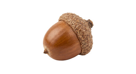 Single ripe acorn with textured cap isolated on a clean white background © Sapphire