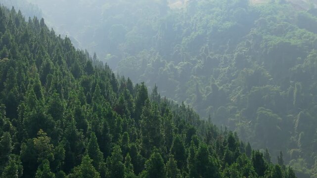 Aerial view of a dense pine forest on a misty hillside with tropical vegetation in the background Sukabumi, West Java, Indonesia.