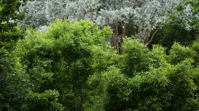 Strong wind makes the trees bend. A natural phenomenon. The onset of storms and storms.