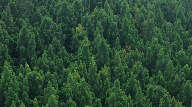 Aerial view of a dense coniferous forest with lush green treetops stretching across the mountain landscape in Sukabumi, West Java, Indonesia.