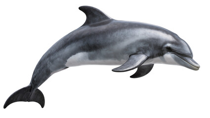 Gray dolphin with white belly swimming © Hannah