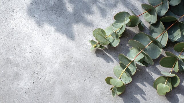 A bright cement surface with scattered eucalyptus leaves forming a soft diagonal line while preserving large blank zones for text