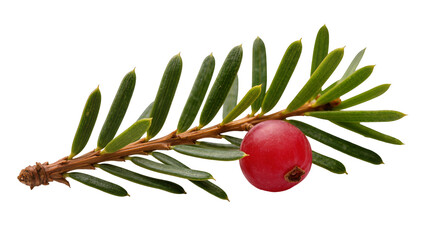 Red berry on green yew branch © Hannah