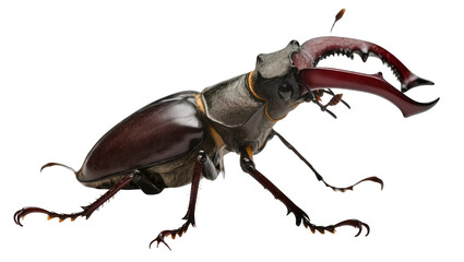 Stag beetle with large mandibles dark brown exoskeleton, insect macro © Hannah